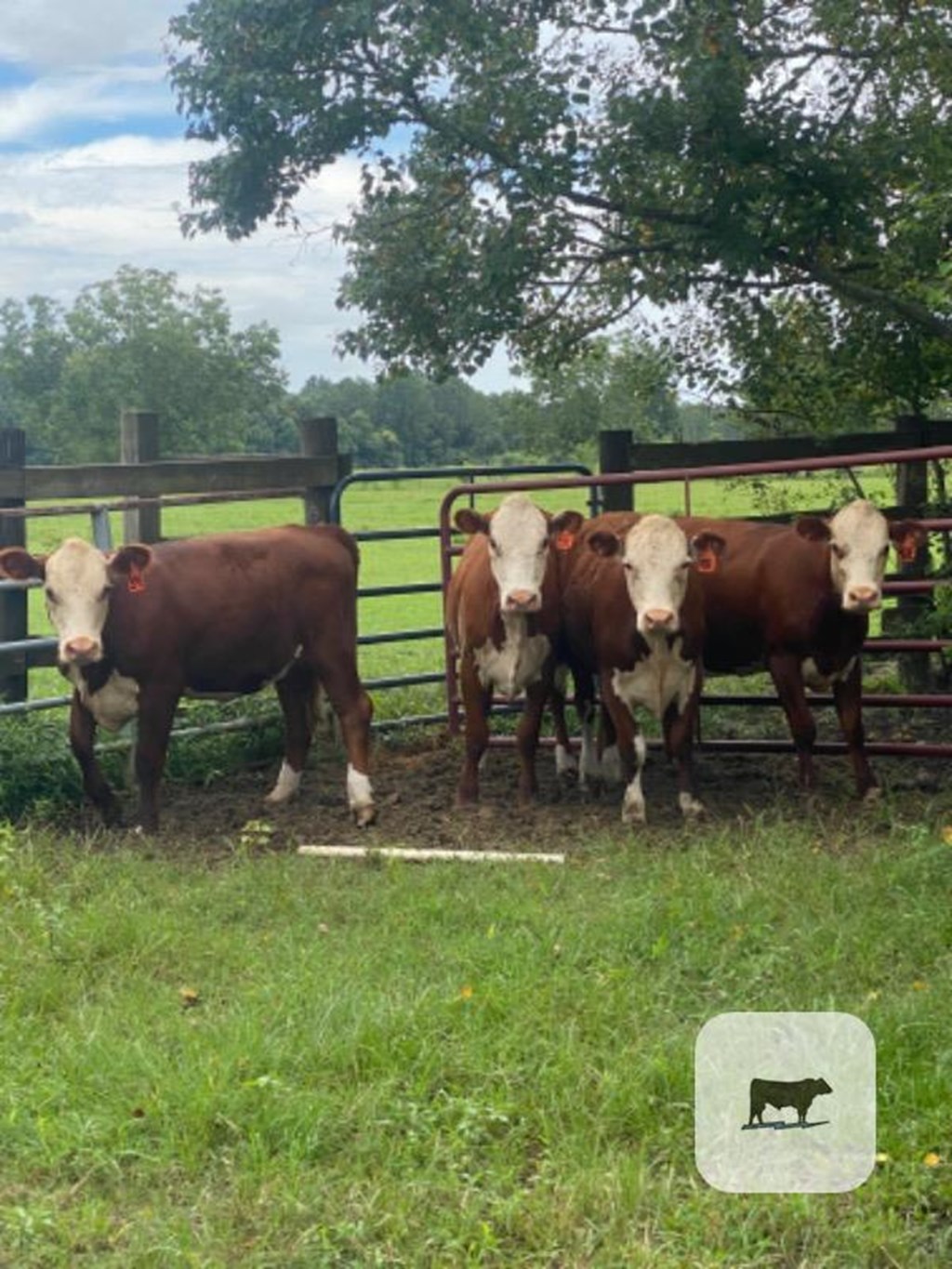 Cattle Range Listing Photo