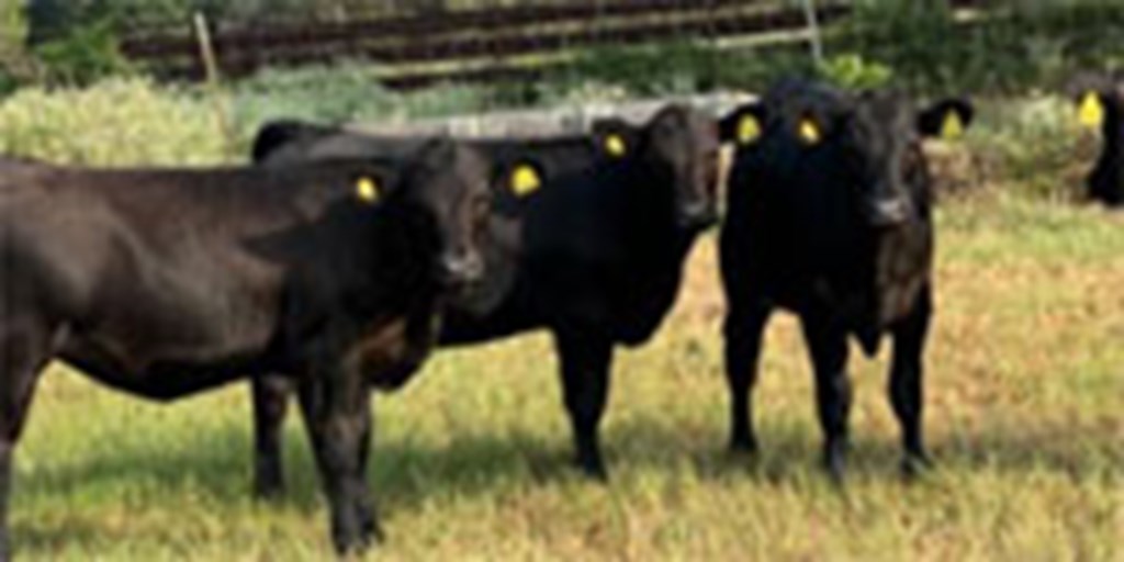 Listings Cattle Range