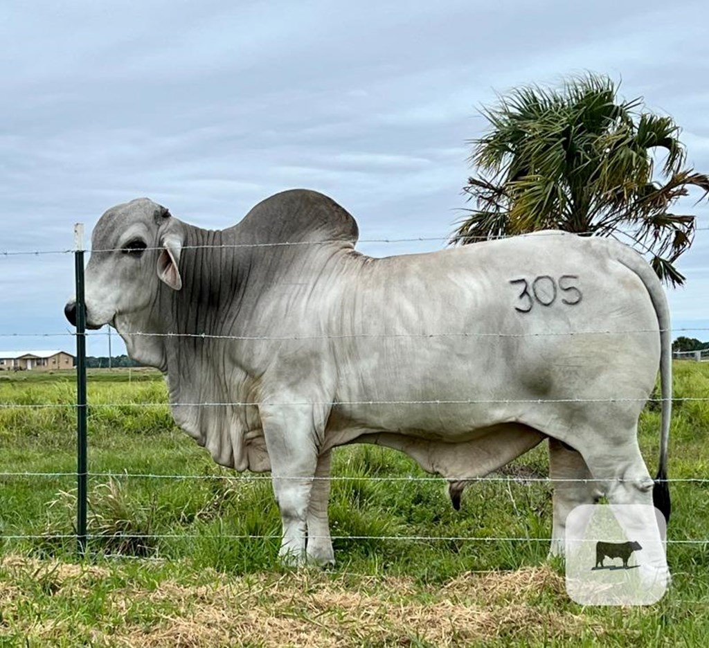 Cattle Range Listing Photo