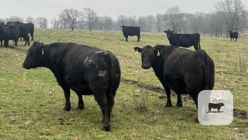 Cattle Range Listing Photo