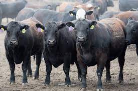Weekly Fed Cattle & Boxed Beef Recaps for week ending July 24, 2021