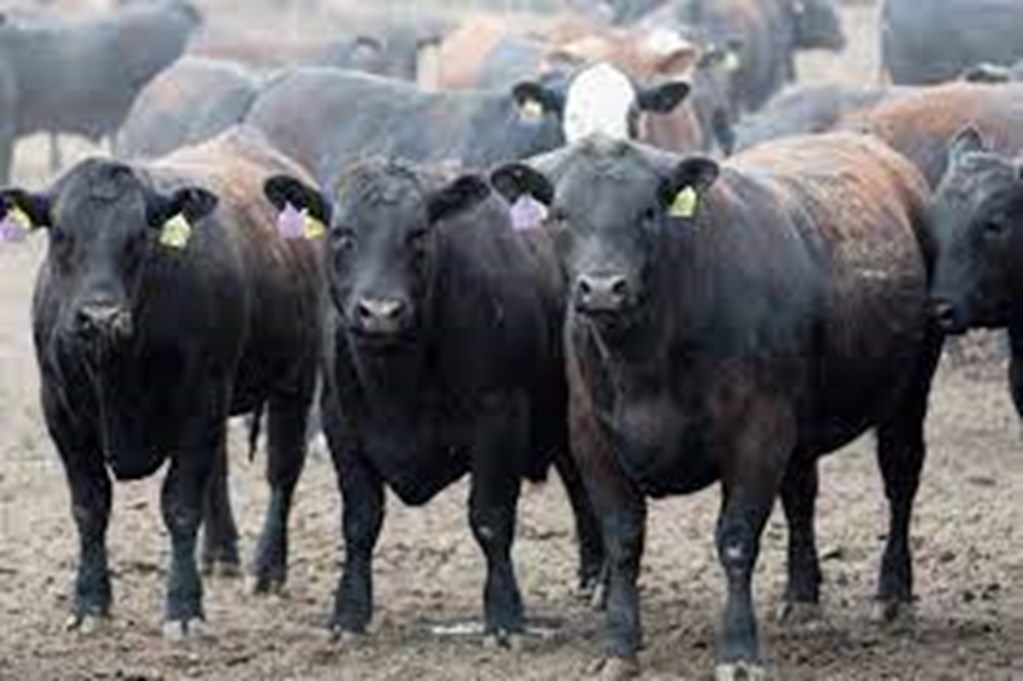 Estimates for Friday's Cattle on Feed Report