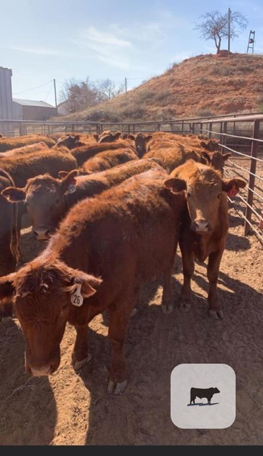 Cattle Range Listing Photo