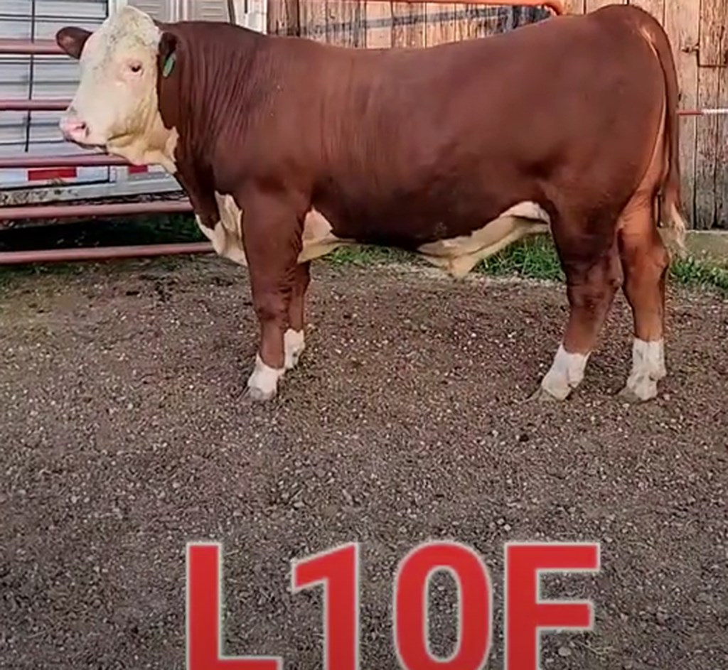 Cattle Range Listing Photo
