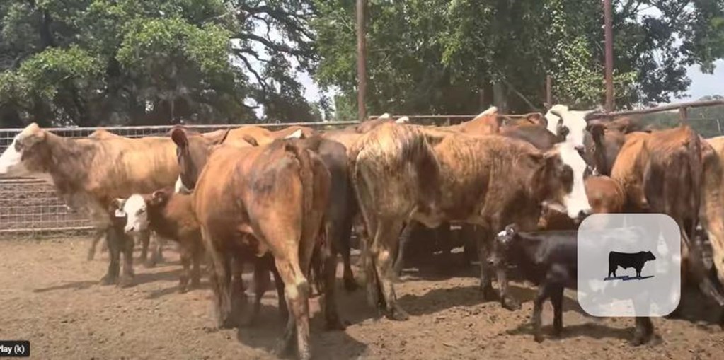 Cattle Range Listing Photo