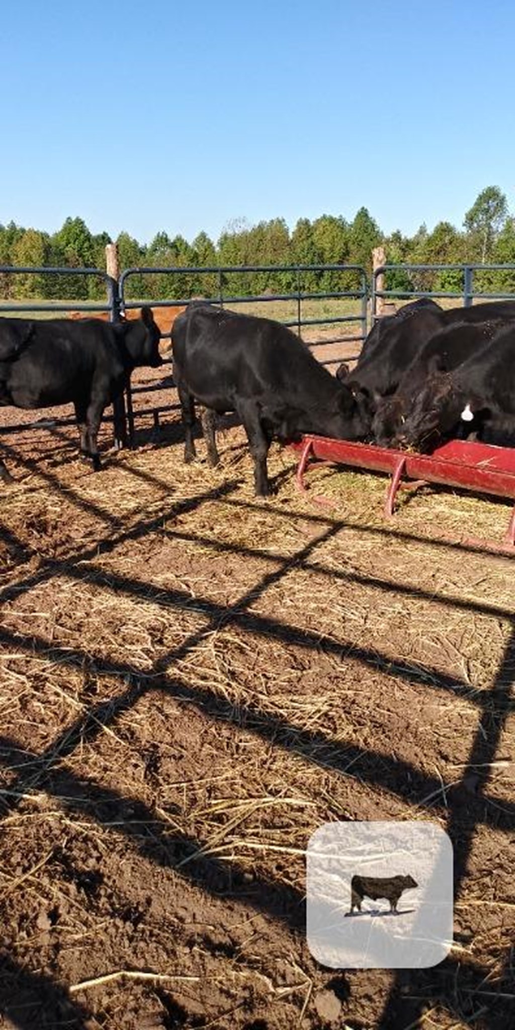Cattle Range Listing Photo