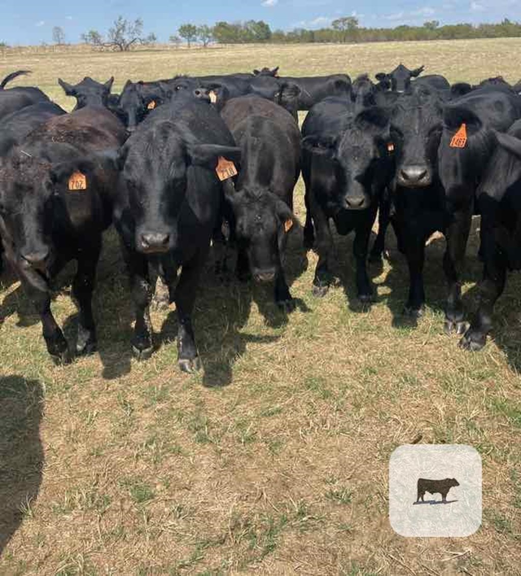 Cattle Range Listing Photo