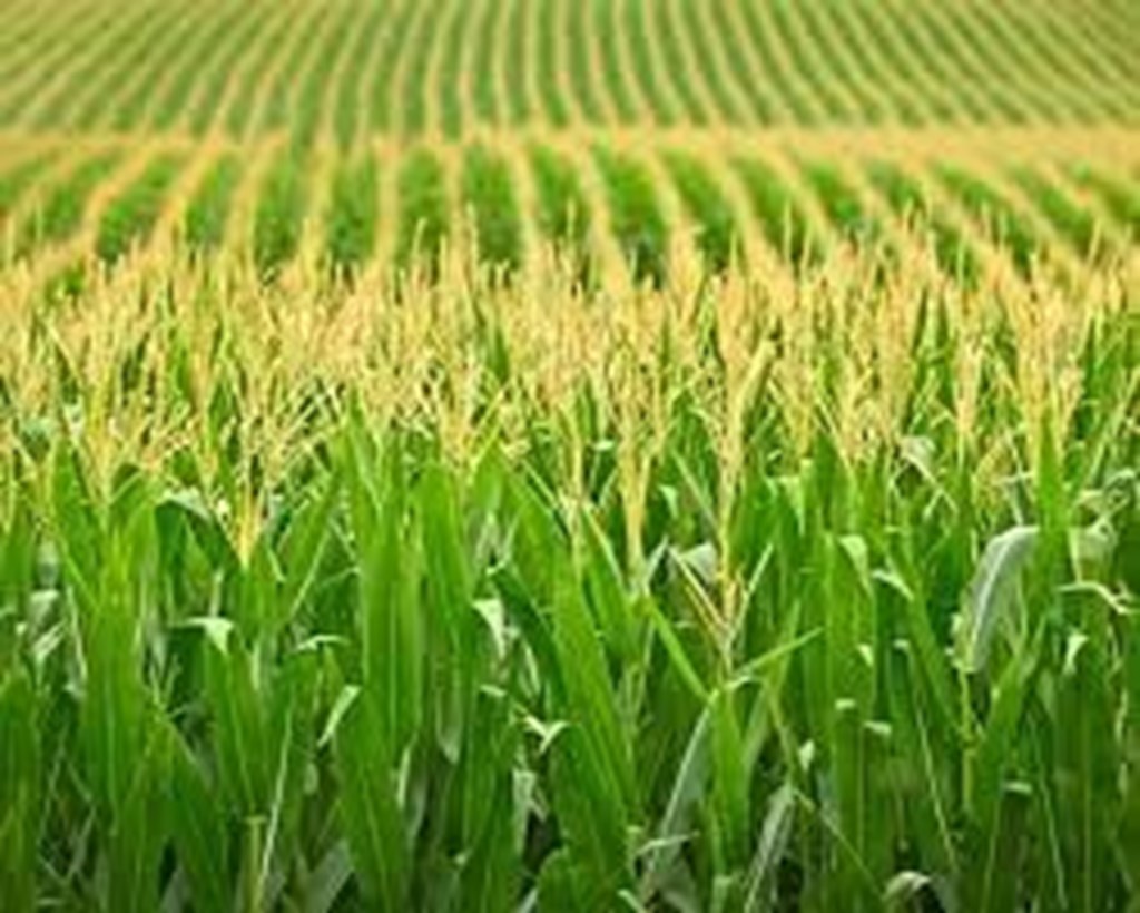 Corn Crop Condition as of 6/16/24