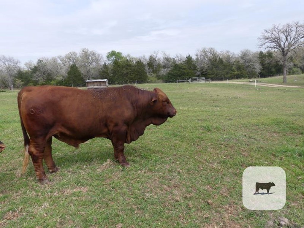 Cattle Range Listing Photo