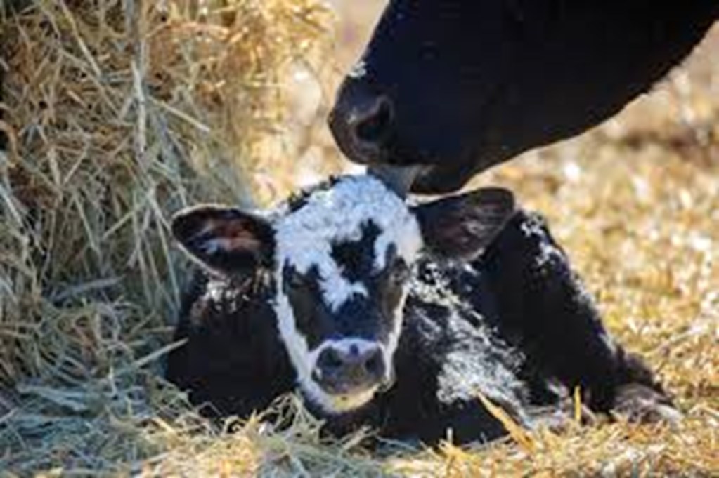 Time of Feeding Influences Time of Day When Cows Calve