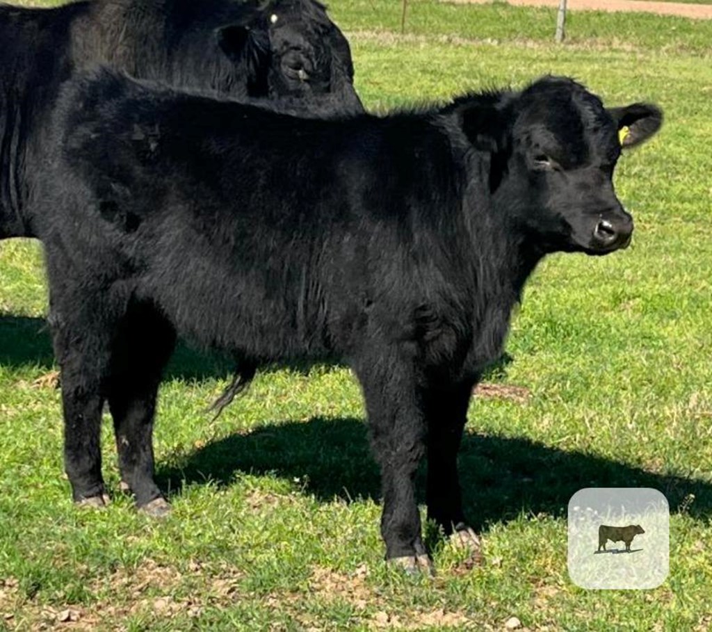 Cattle Range Listing Photo