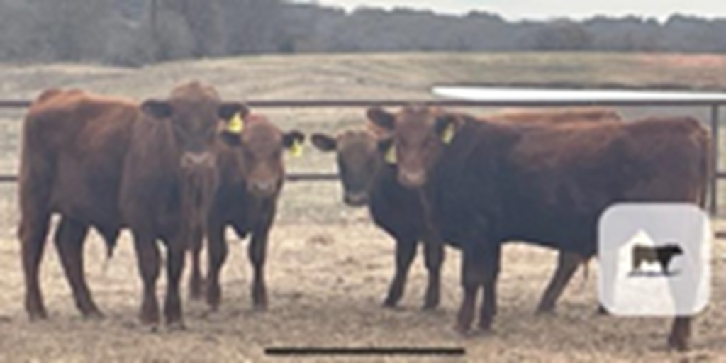 4 Red Angus Bulls... N. Central TX