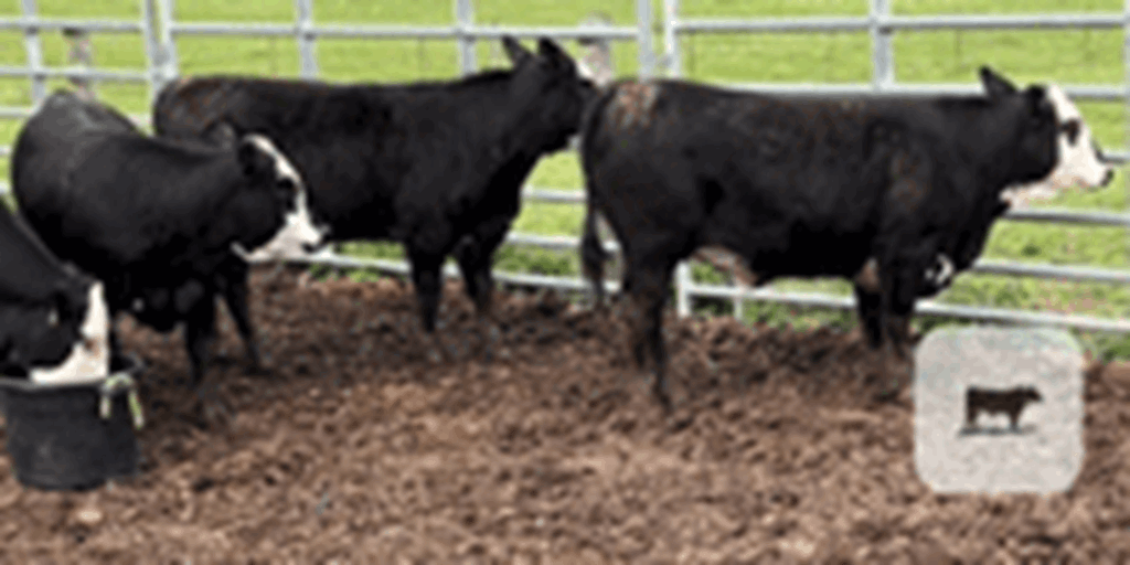 4 Angus/Braford Bred Heifers... Western TN