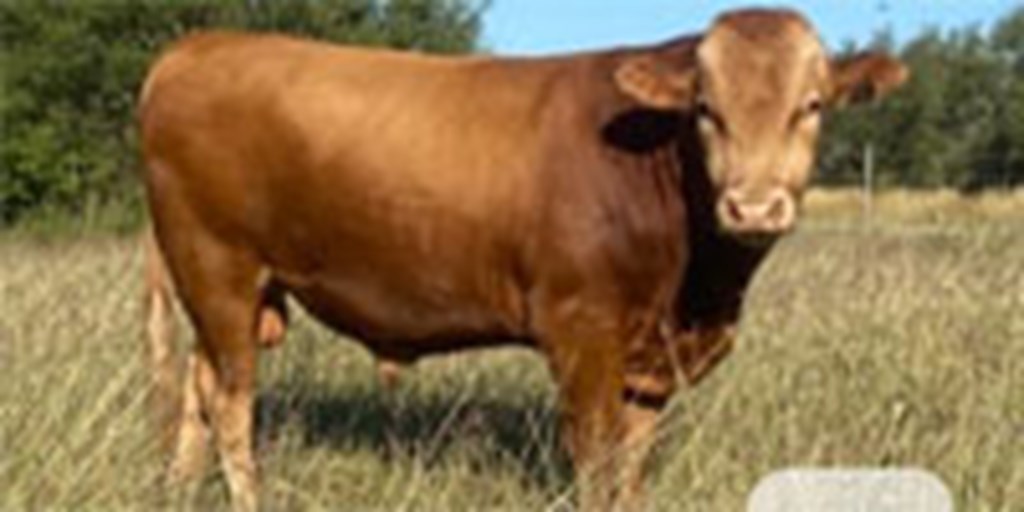 1 Reg. Akaushi Bull... South TX