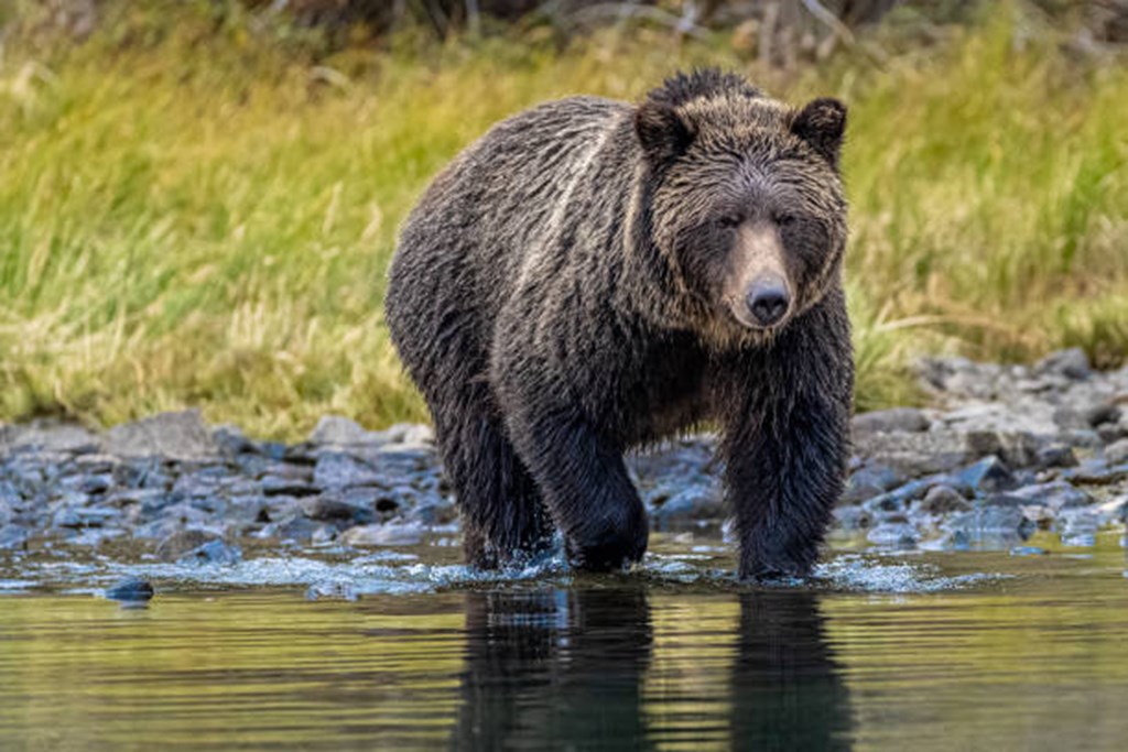 Cattlemen Object to Biden Administration’s Plan to Introduce Grizzly Bears in Pacific Northwest