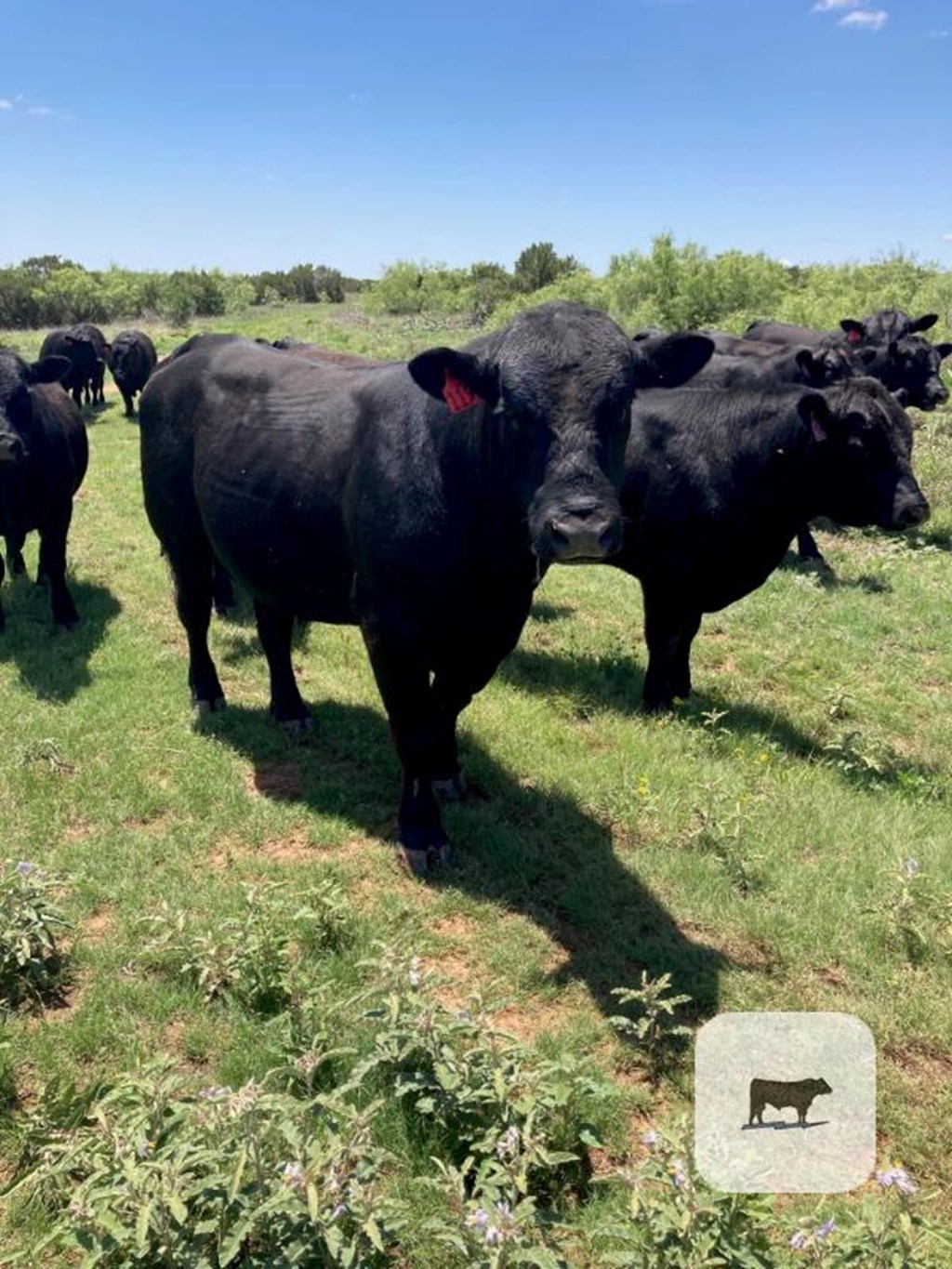 Cattle Range Listing Photo