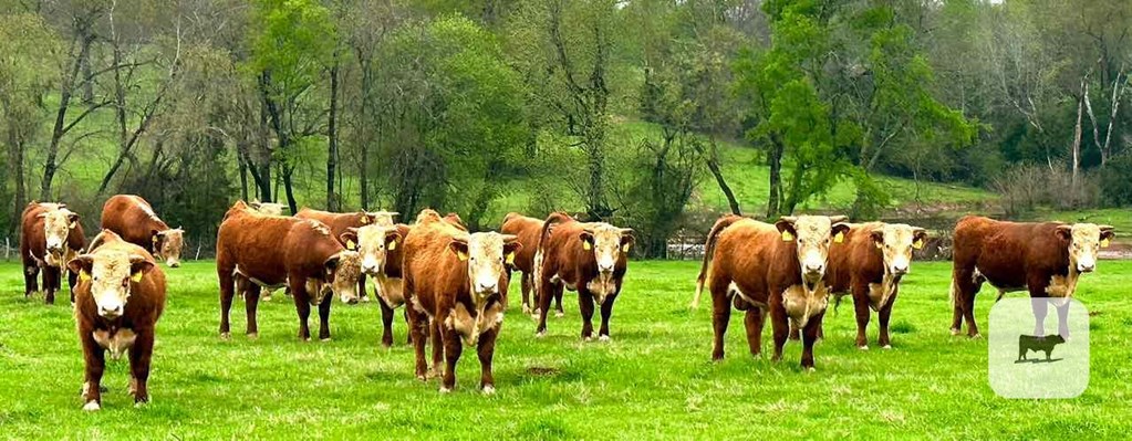 Cattle Range Listing Photo