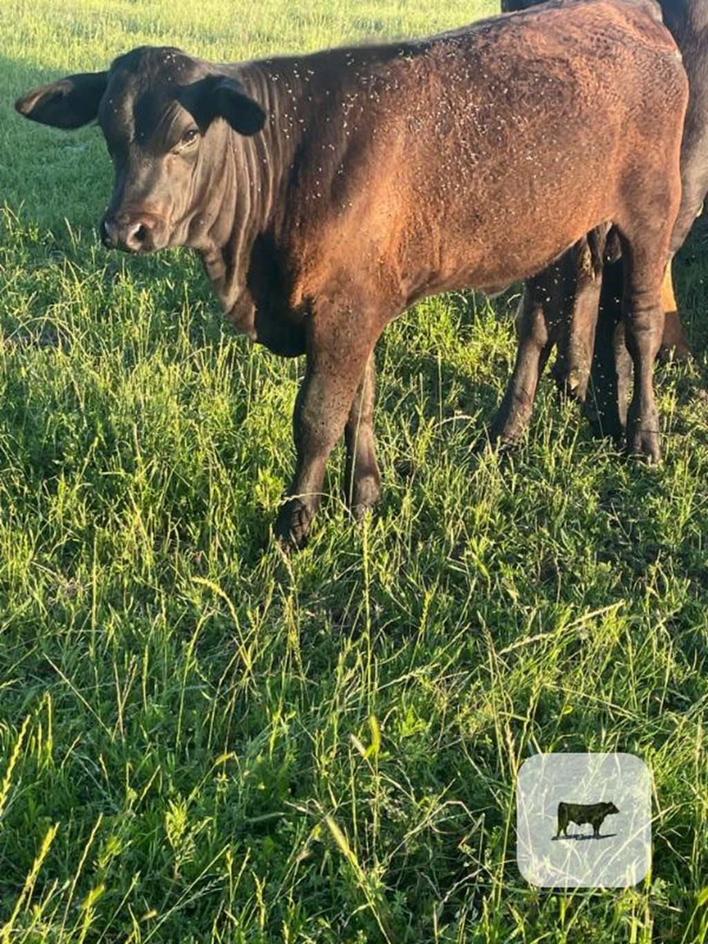 Cattle Range Listing Photo