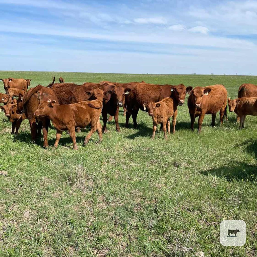 Cattle Range Listing Photo