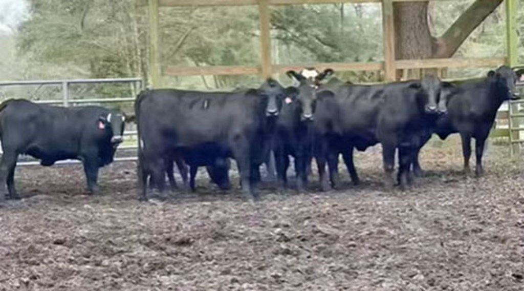 Cattle Range Listing Photo