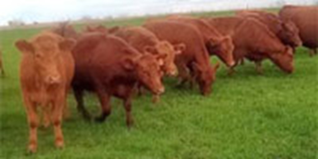 20 Red Angus Rep. Heifers... N. Central TX