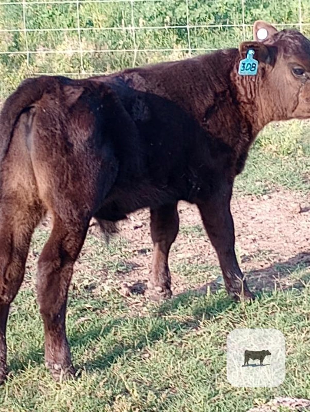 Cattle Range Listing Photo
