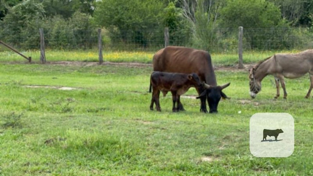 Cattle Range Listing Photo