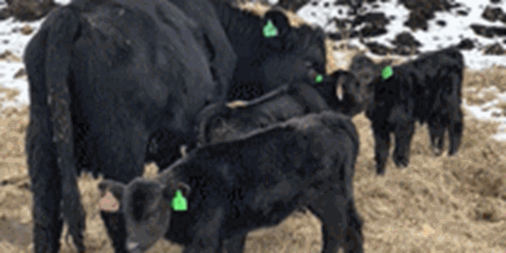 27 Balancer 1st & 2nd-Calf Heifers w/ 20+ Calves... Northwest AR