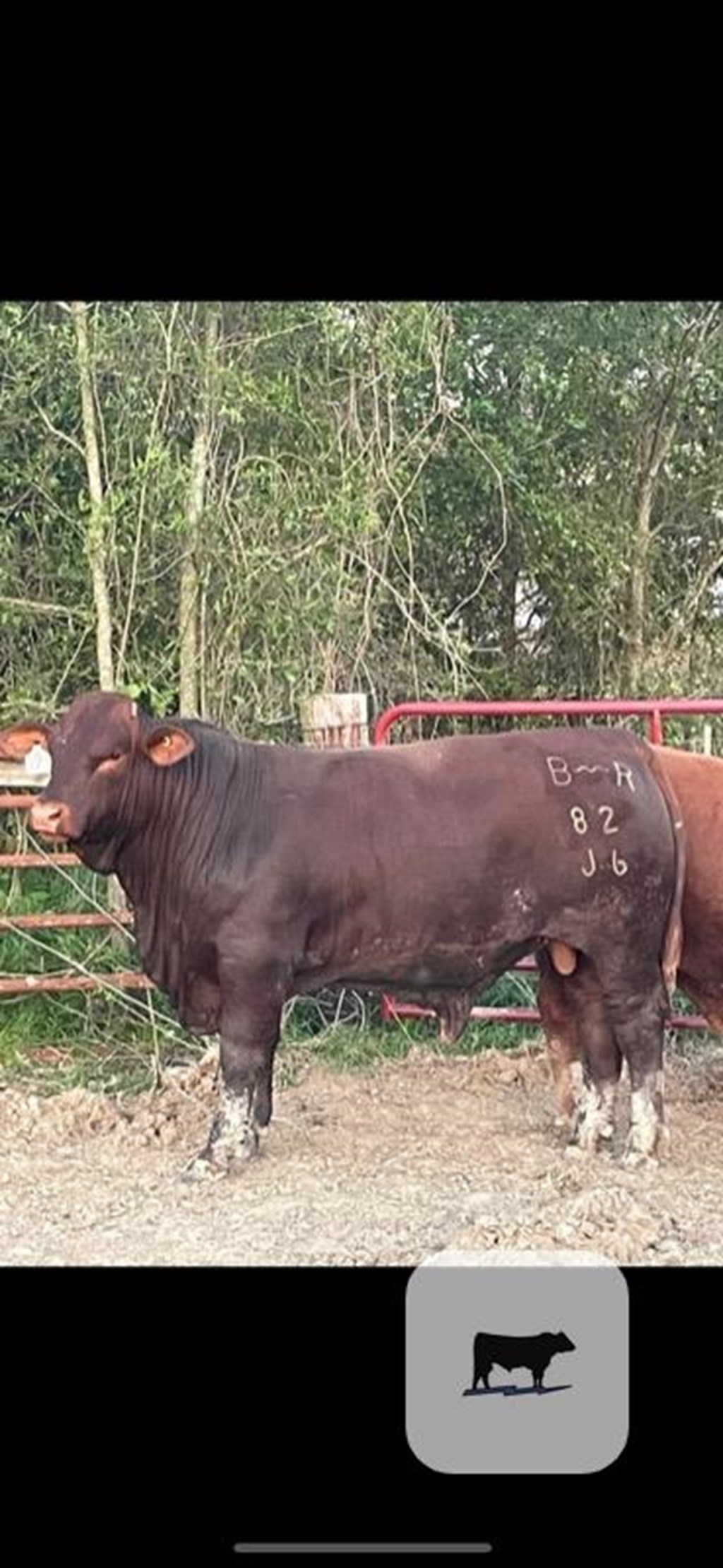 Cattle Range Listing Photo