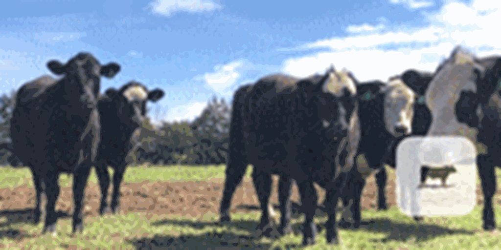 16 Angus & SimAngus Bred Heifers... Central NC
