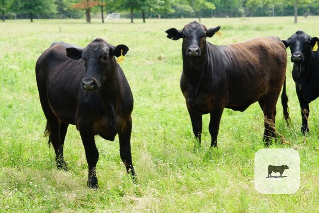 Cattle Range Listing Photo 4