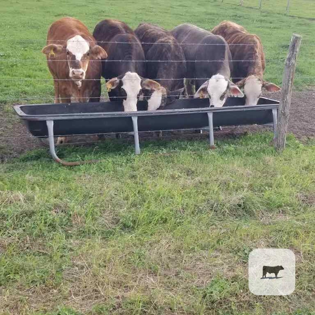 Cattle Range Listing Photo