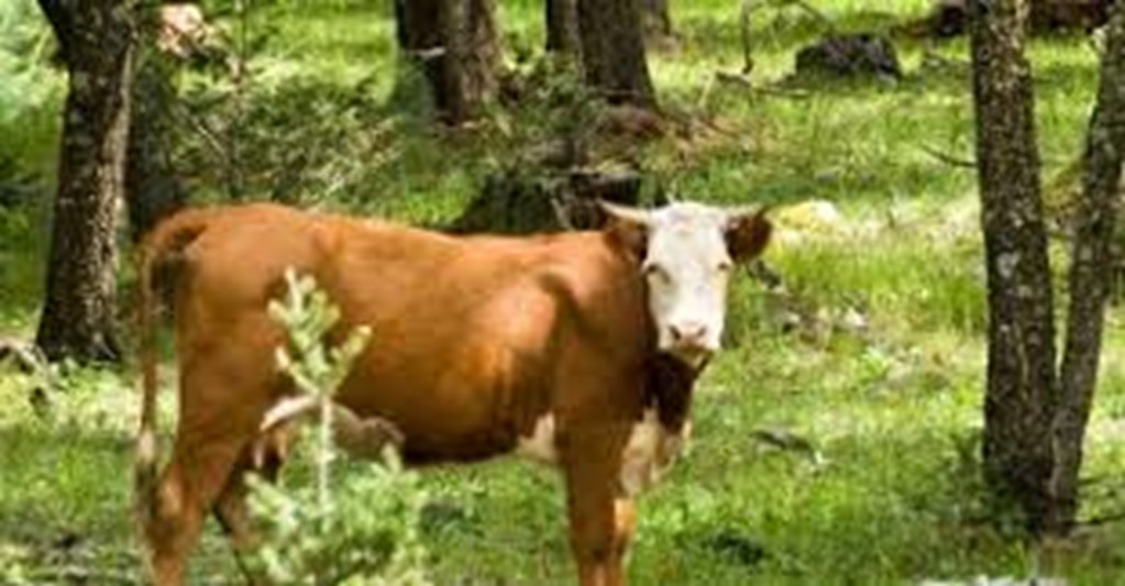 Plan to Gun Down Feral Cattle Spurs Concern Among NM Ranchers