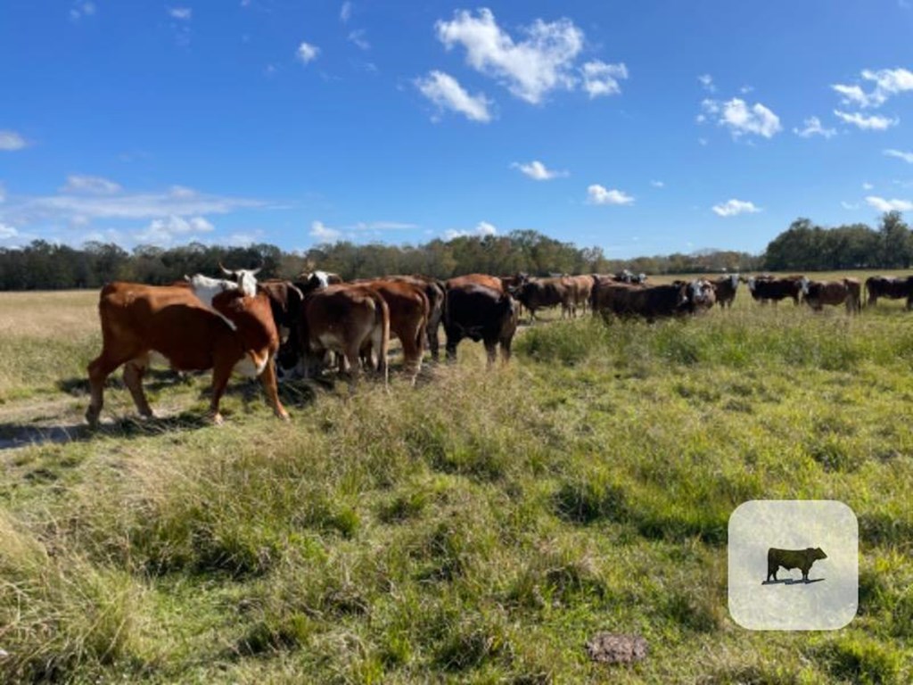 Cattle Range Listing Photo