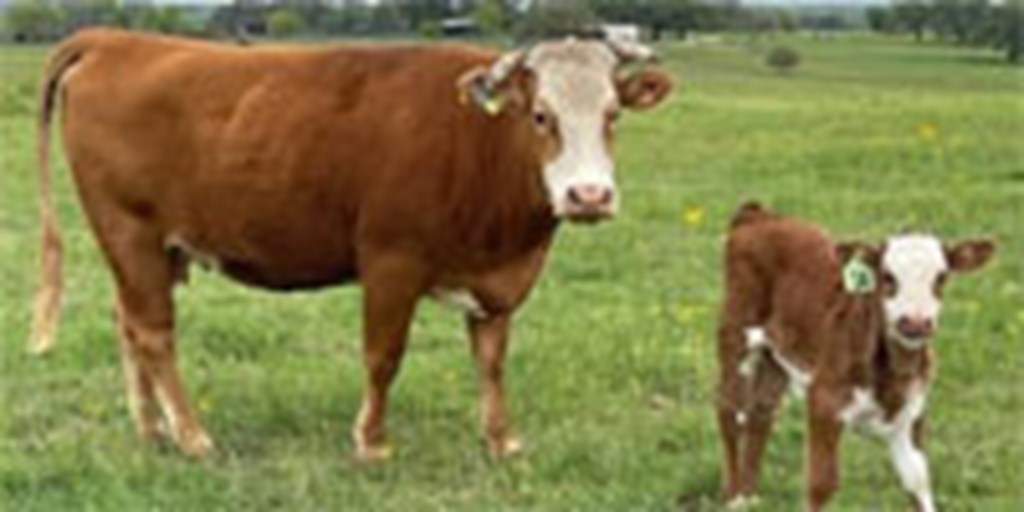 16 Reg. Akaushi Cows w/ 10+ Calves... S. Central TX