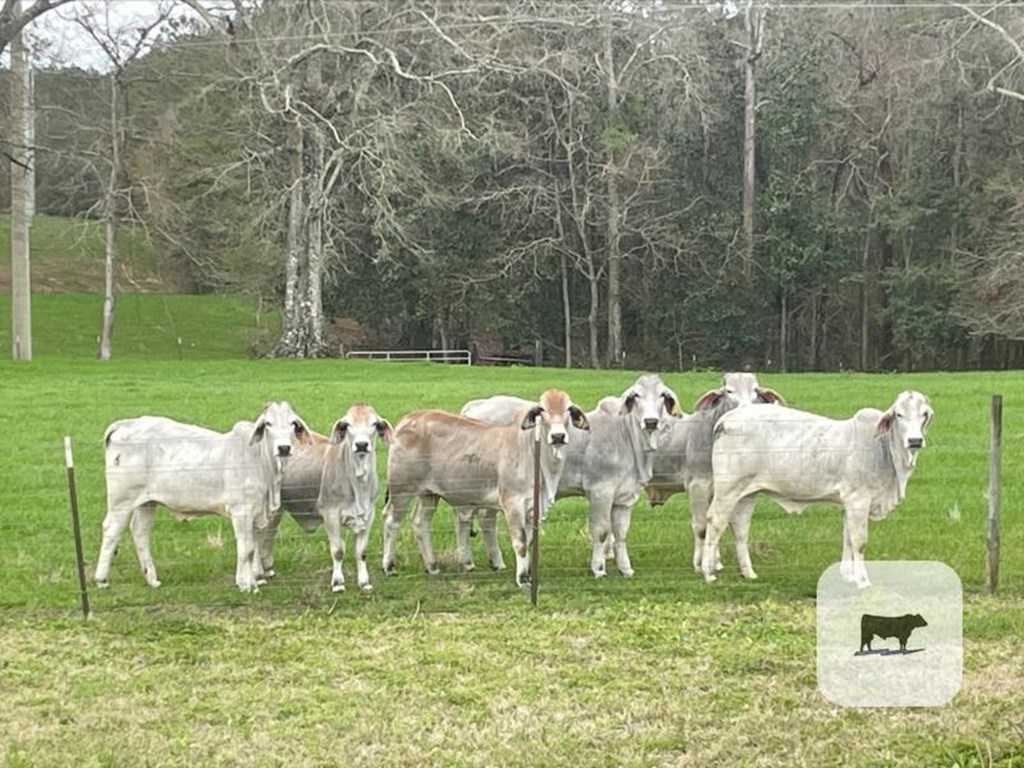 Cattle Range Listing Photo