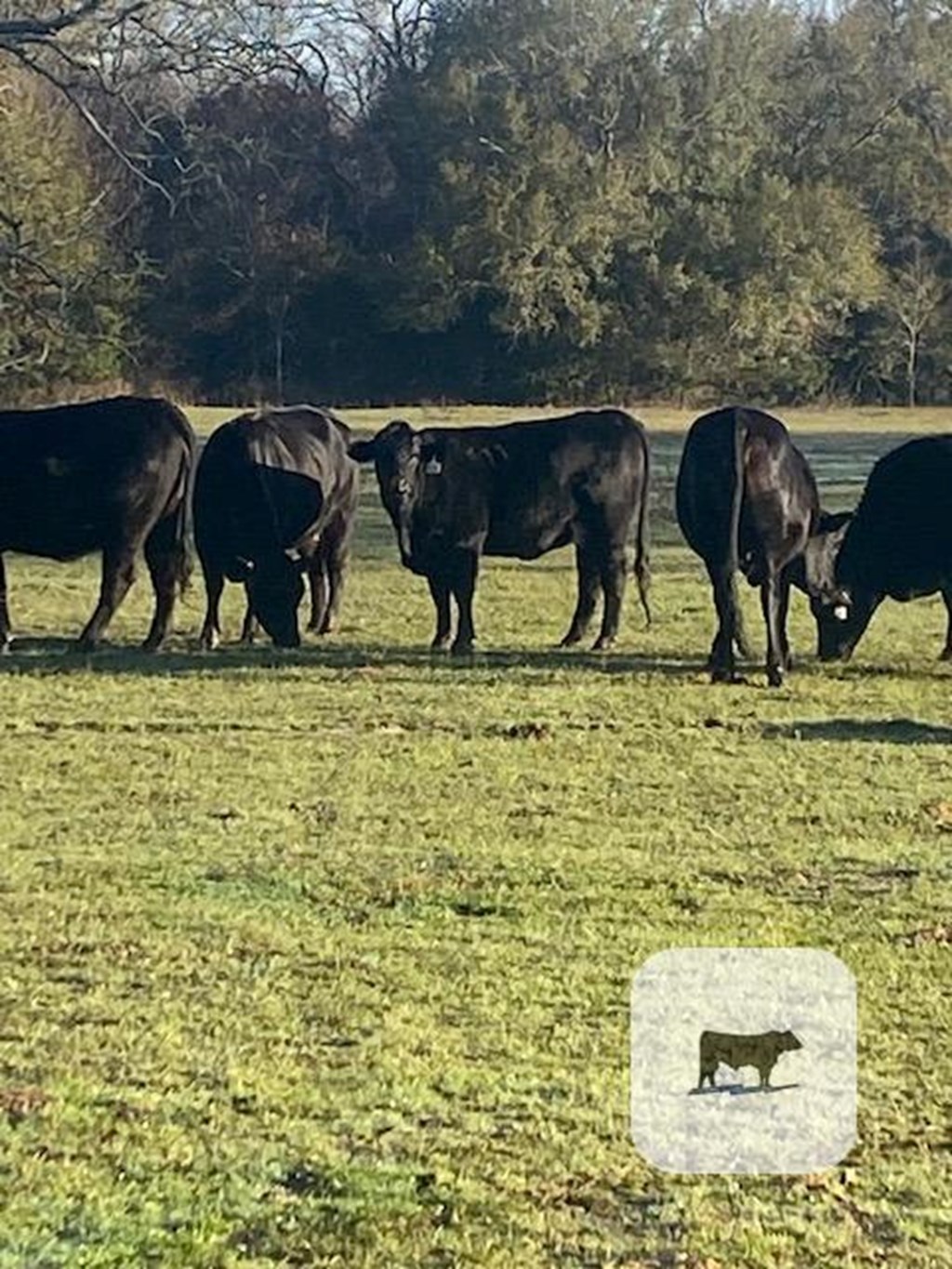 Cattle Range Listing Photo