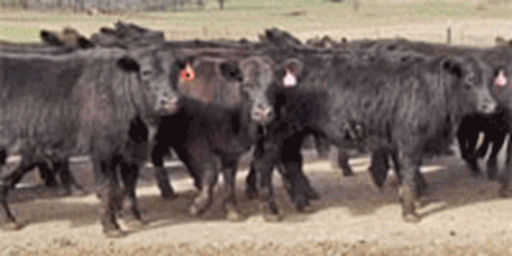 150 Angus Rep. Heifers... Northeast AR