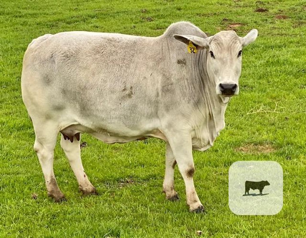 Cattle Range Listing Photo