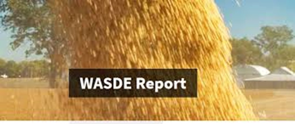 USDA 'WASDE' Report: Price Outlook for Cattle Raised; Corn Unchanged