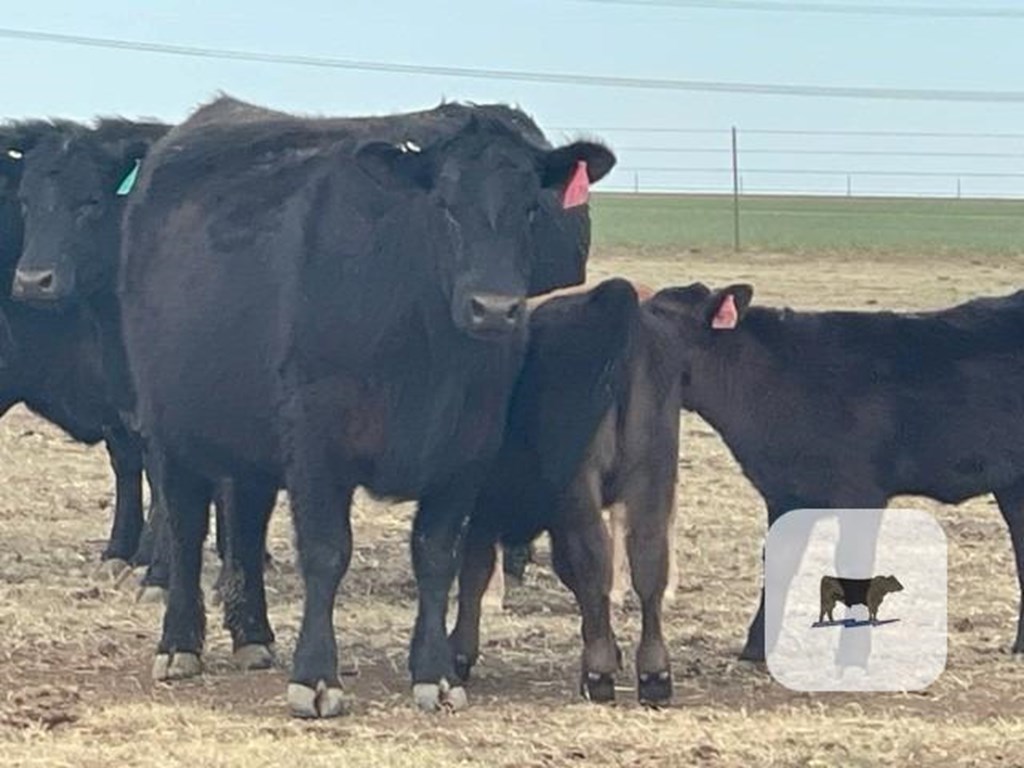 Cattle Range Listing Photo
