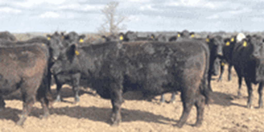 43 Angus & Black Baldy Cows... Southwest MO (1)