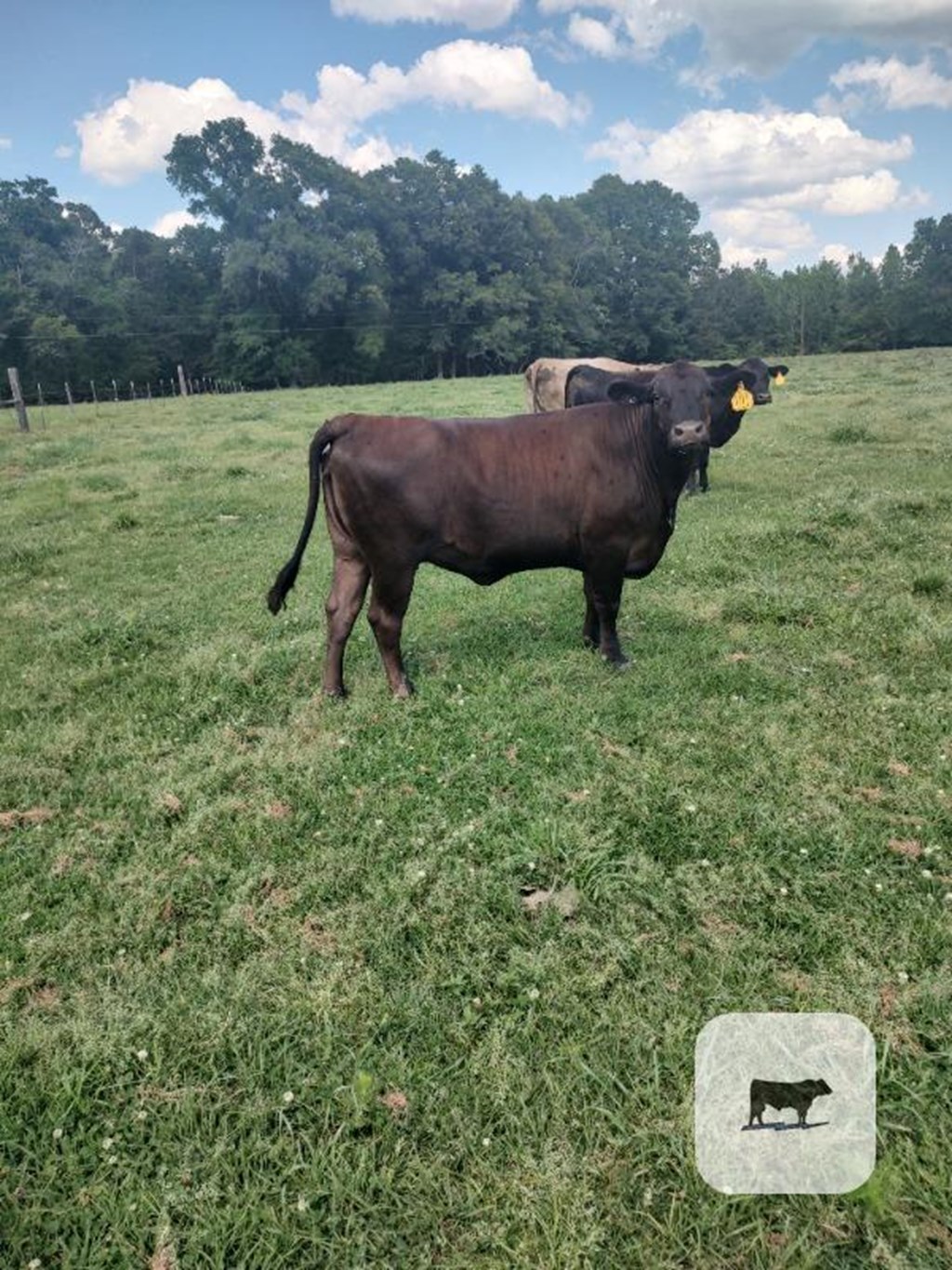 Cattle Range Listing Photo