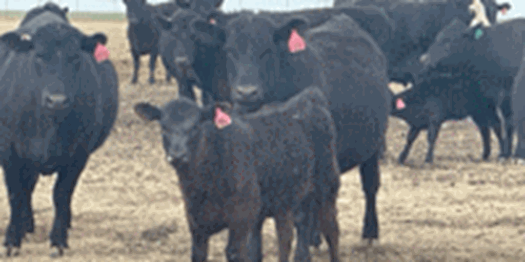 Listings Cattle Range