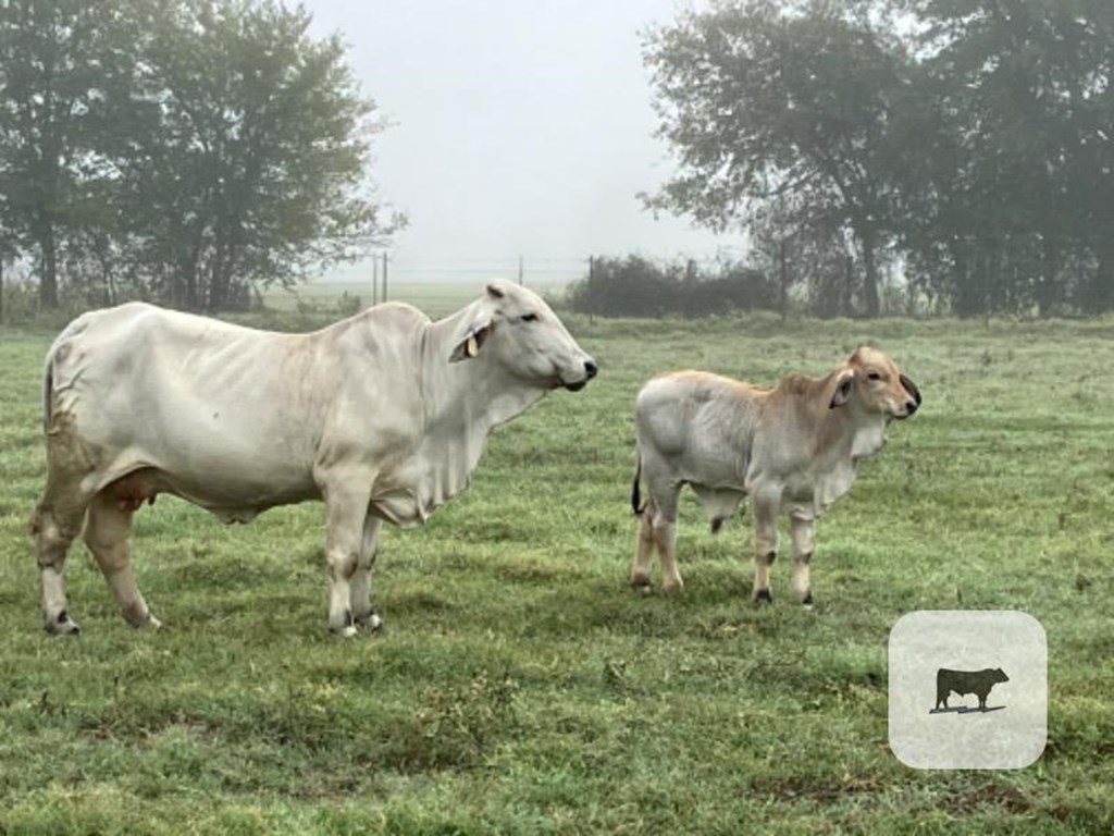 Cattle Range Listing Photo