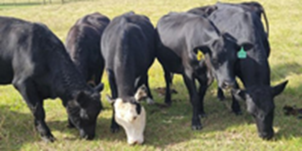 43 Angus & Crossbred Cows... Northern FL