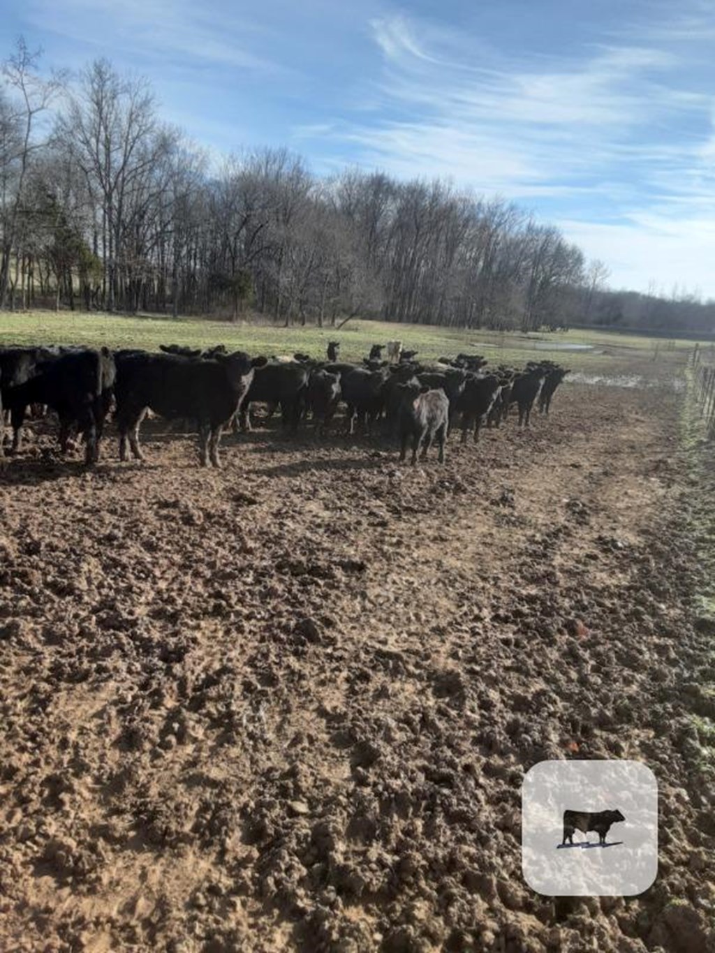 Cattle Range Listing Photo