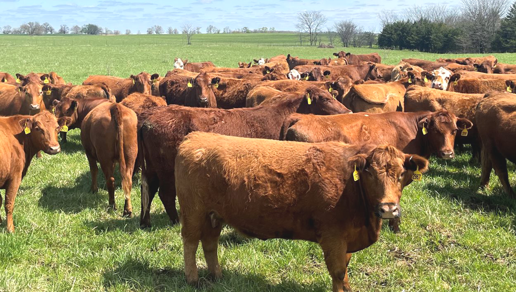 U.S. Beef Cow Herd Estimated to be the Lowest on Record