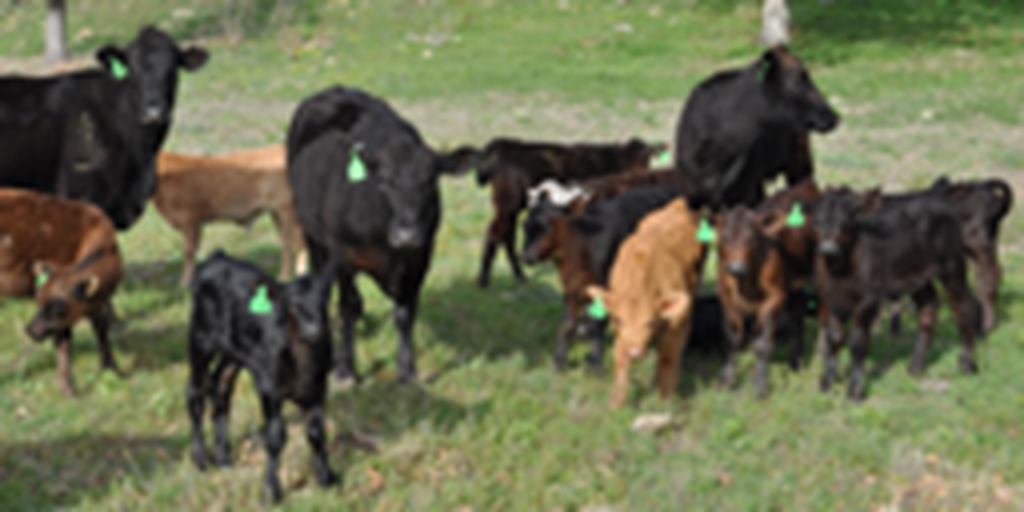 14 Angus Cross 1st-Calf Pairs... Central TX