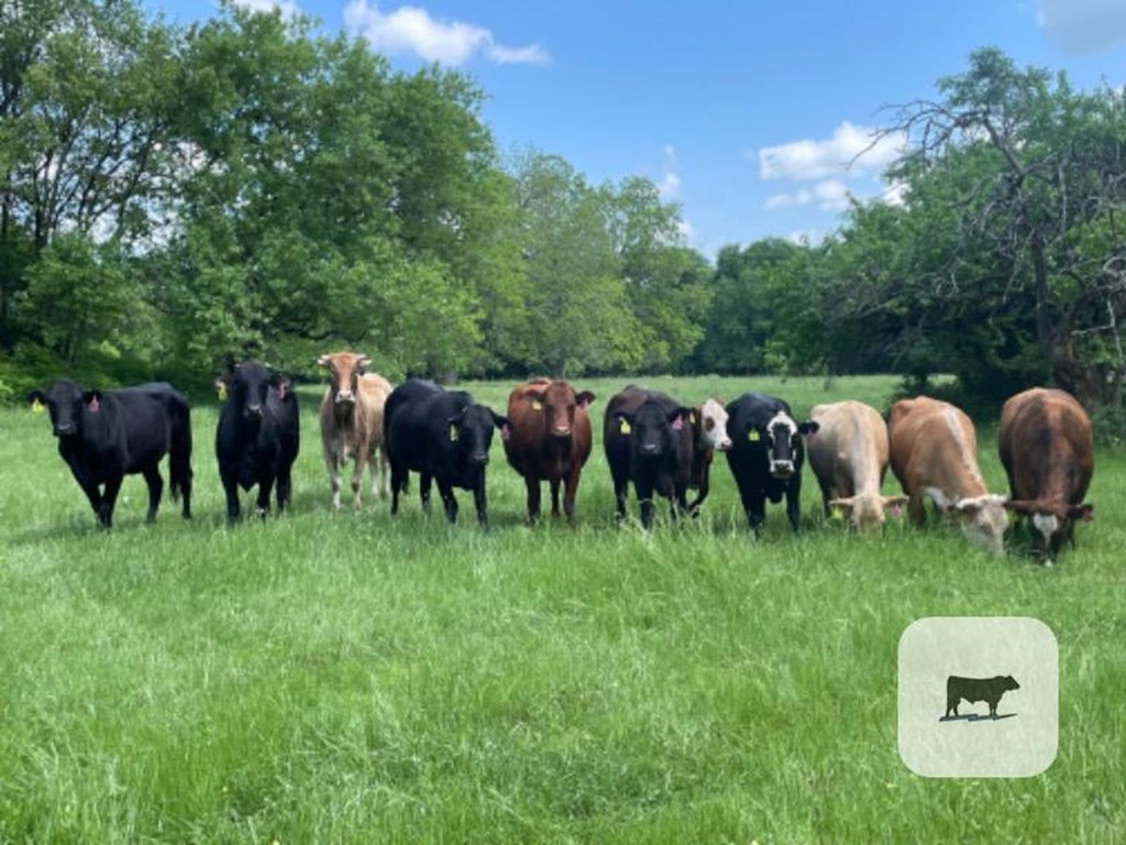 Cattle Range Listing Photo